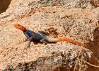agame des rochers agama paliceps