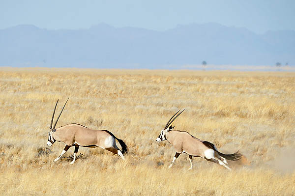 Oryx de Namibie